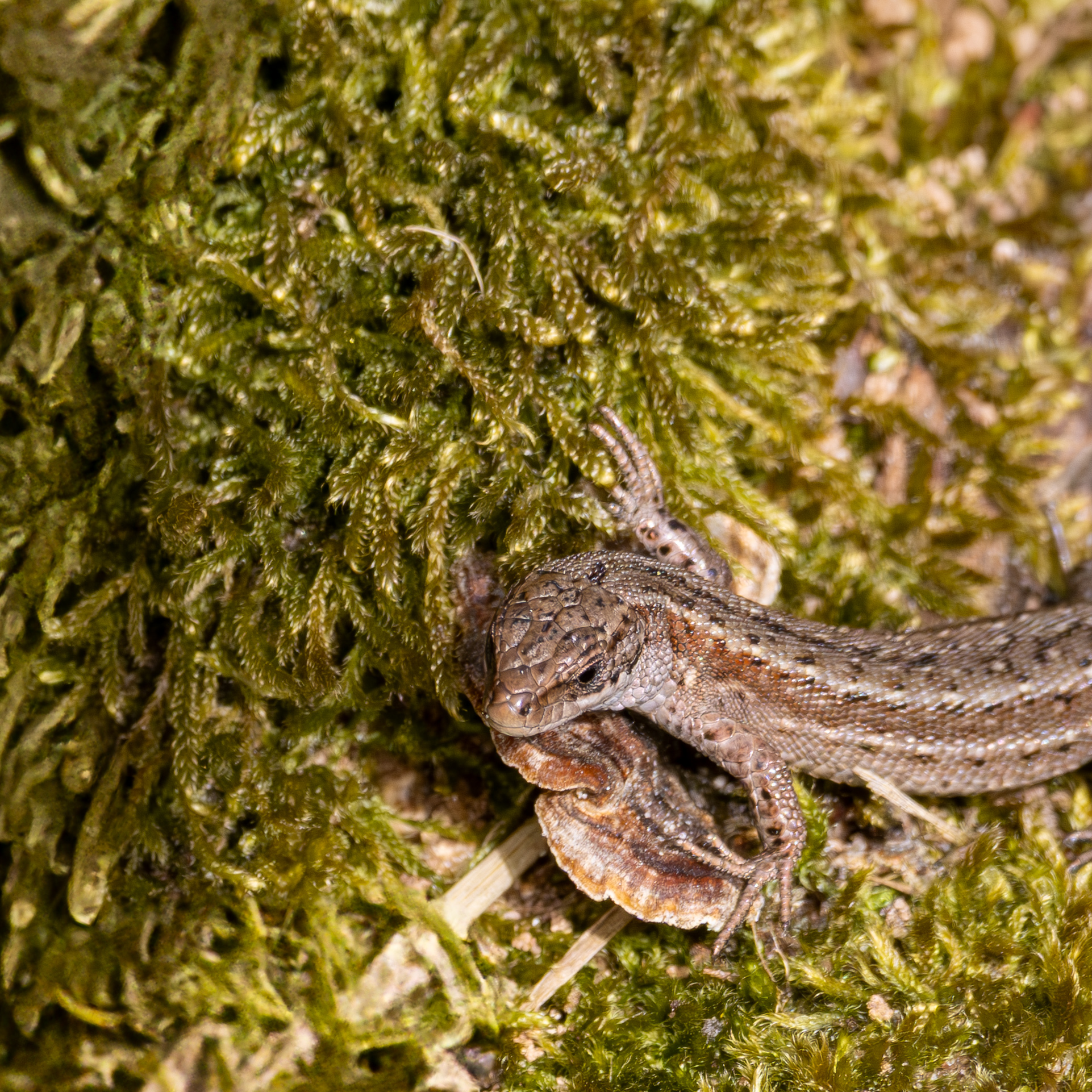 Levenbarende hagedis