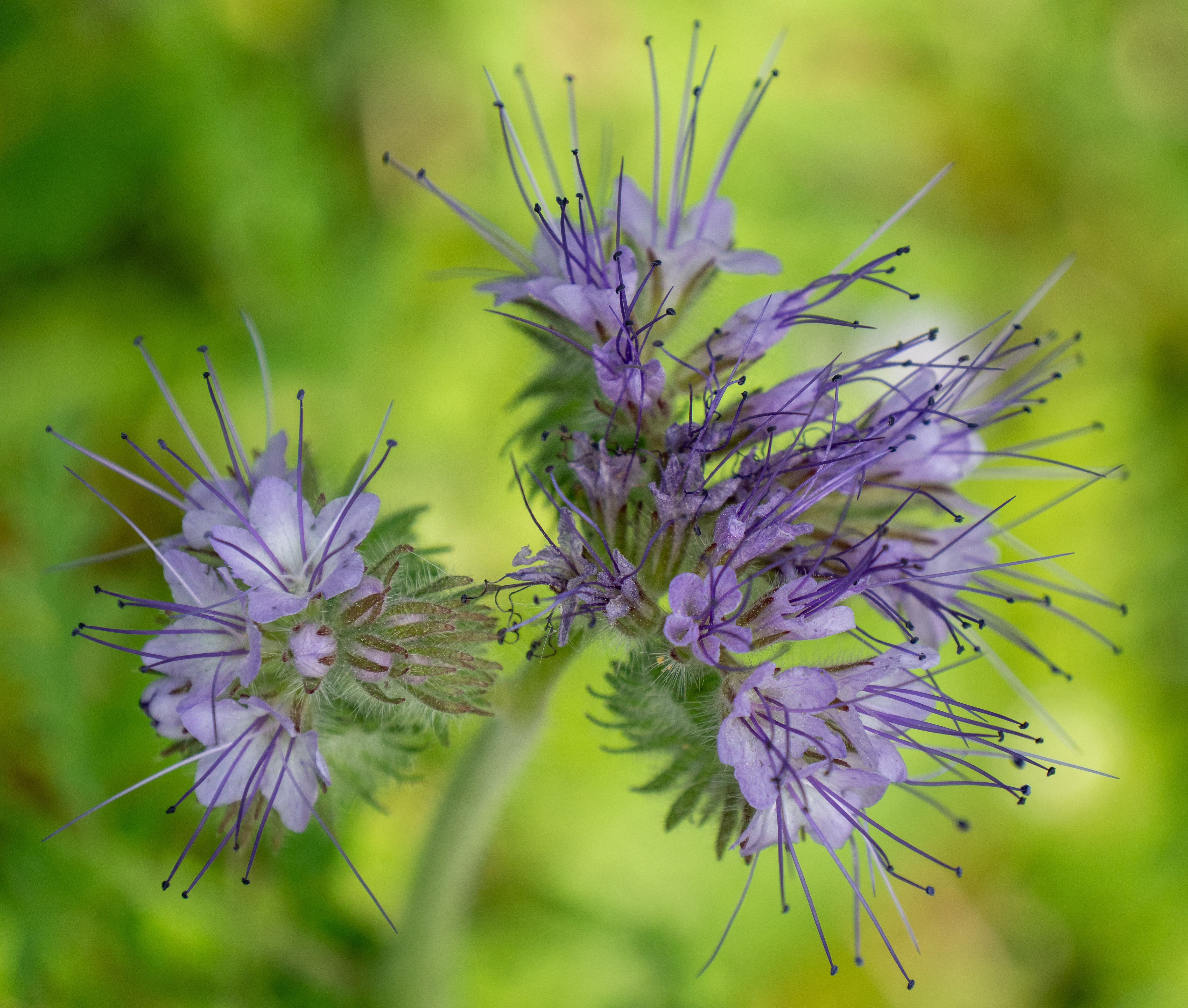 Phacelia