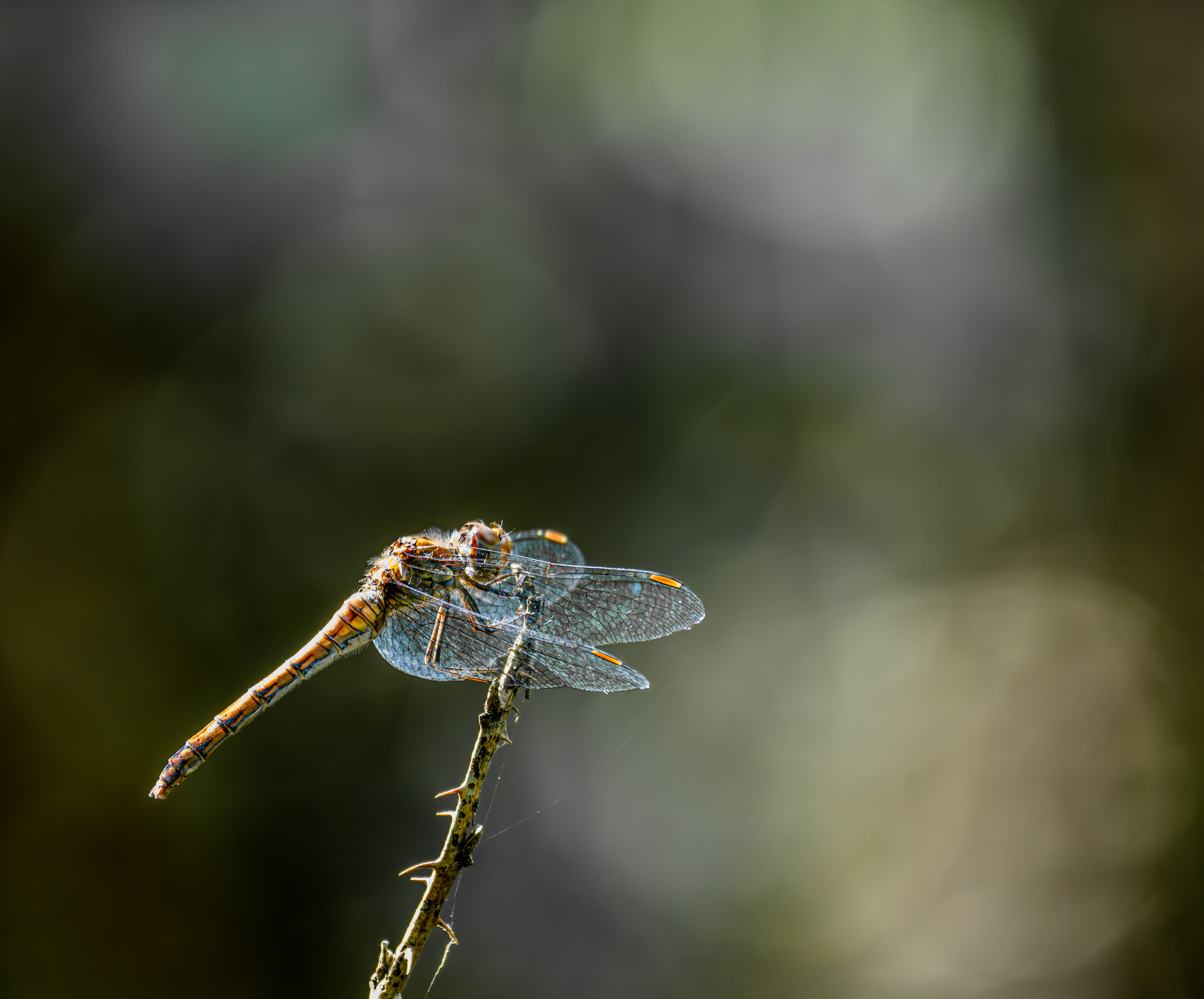 Bruinrode heidelibel
