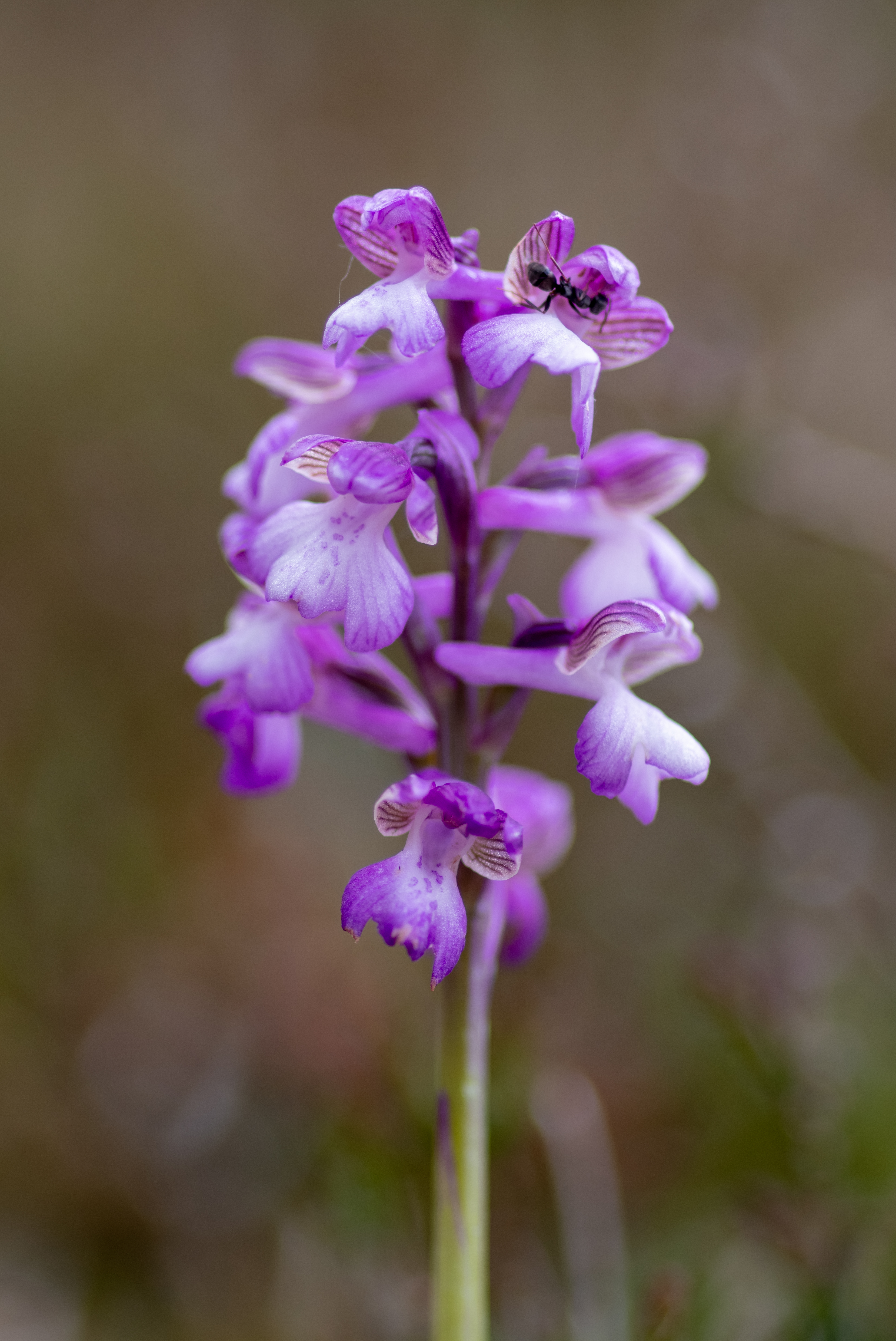 Harlekijn (Orchis morio)