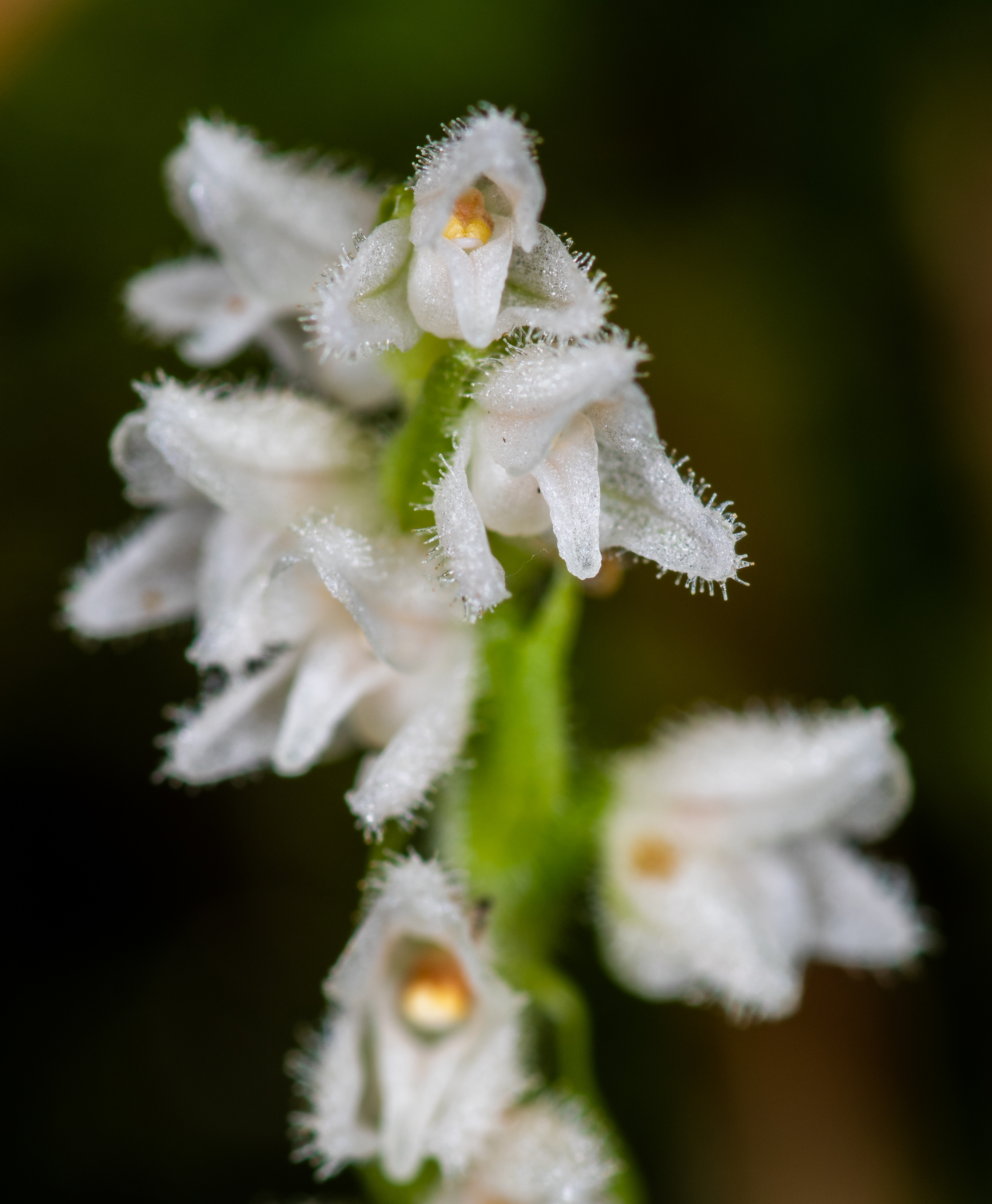 Denneorchis