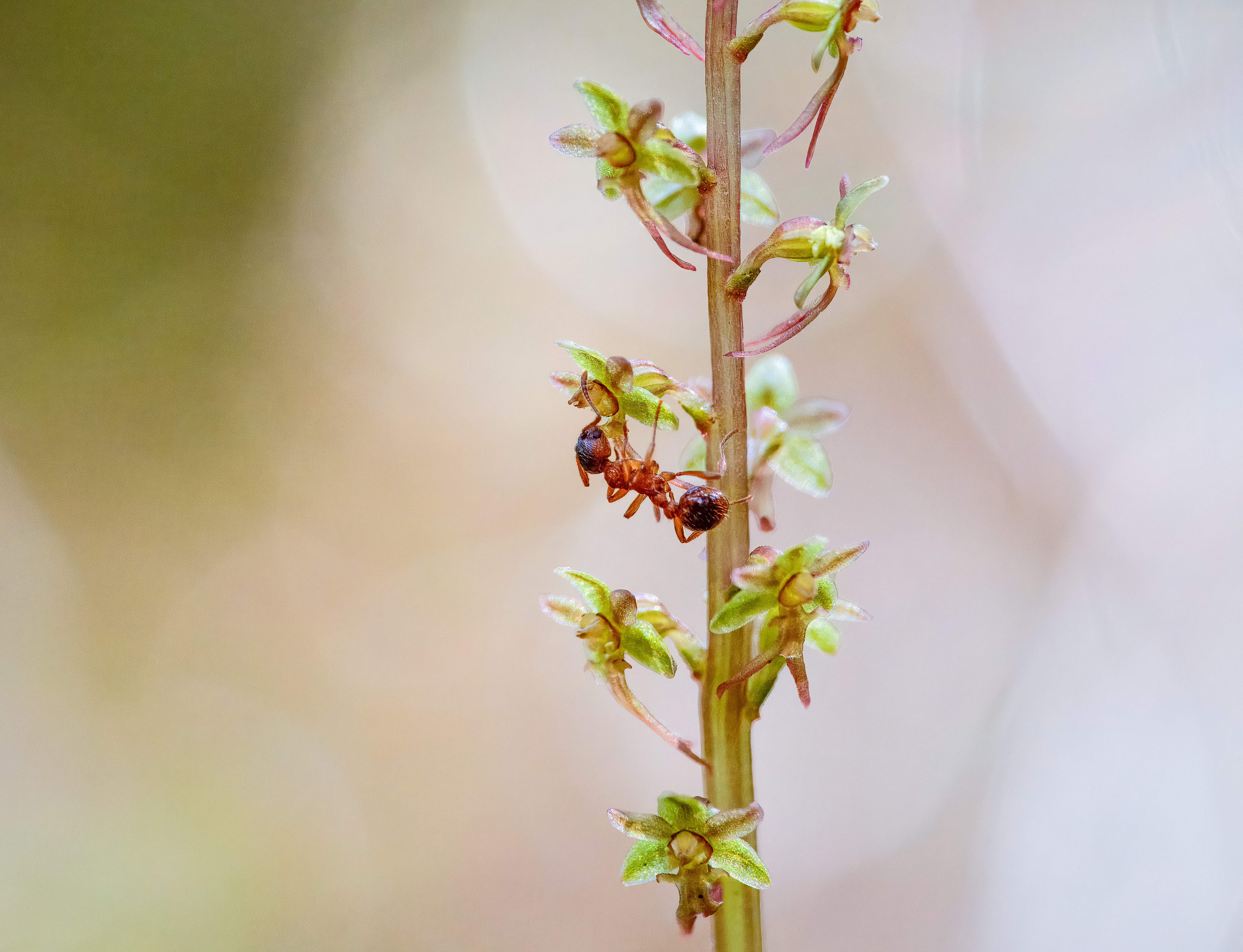 Zandsteekmier op kleine keverorchis