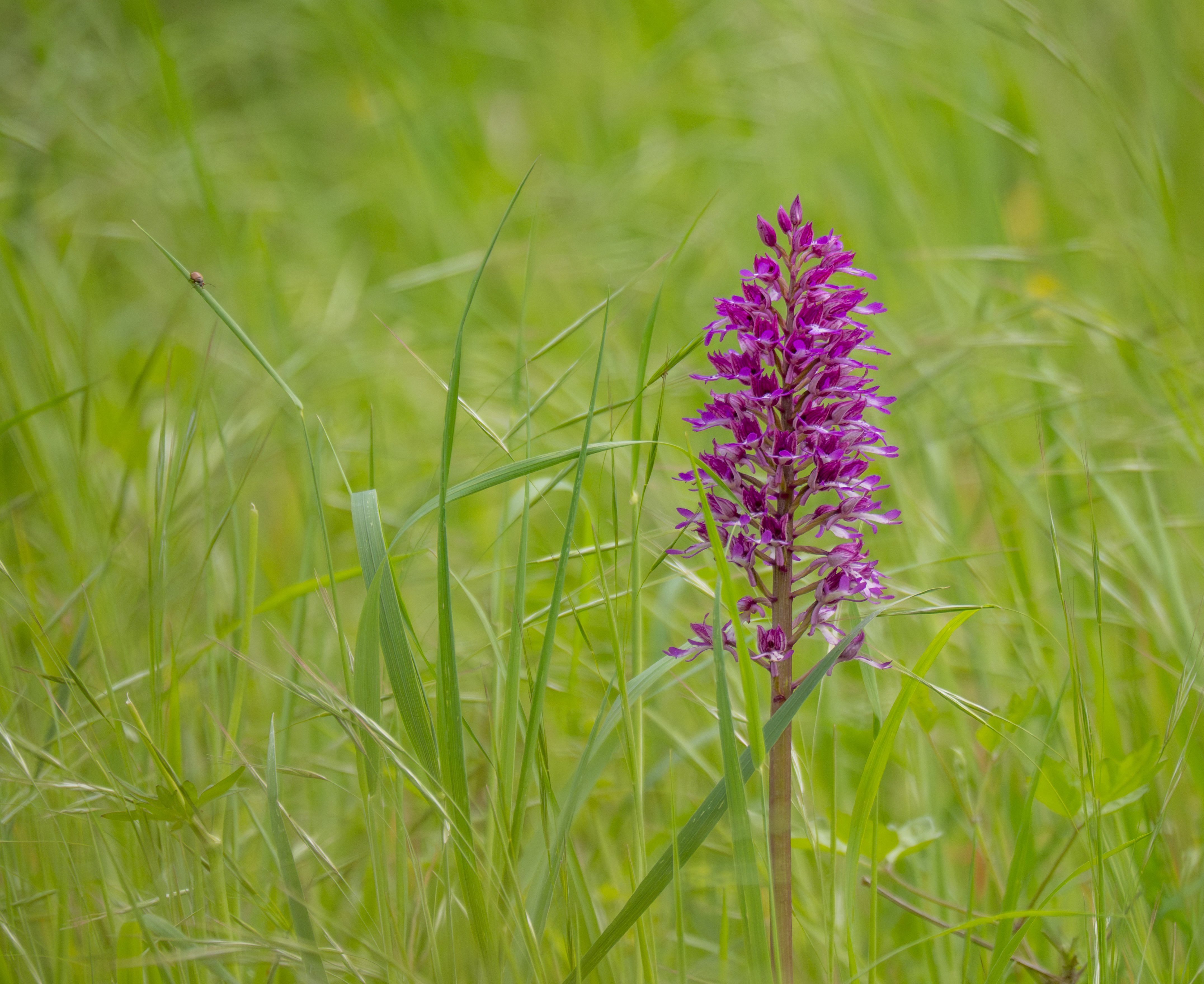 Purperorchis x Soldaatje x Aapjes ?