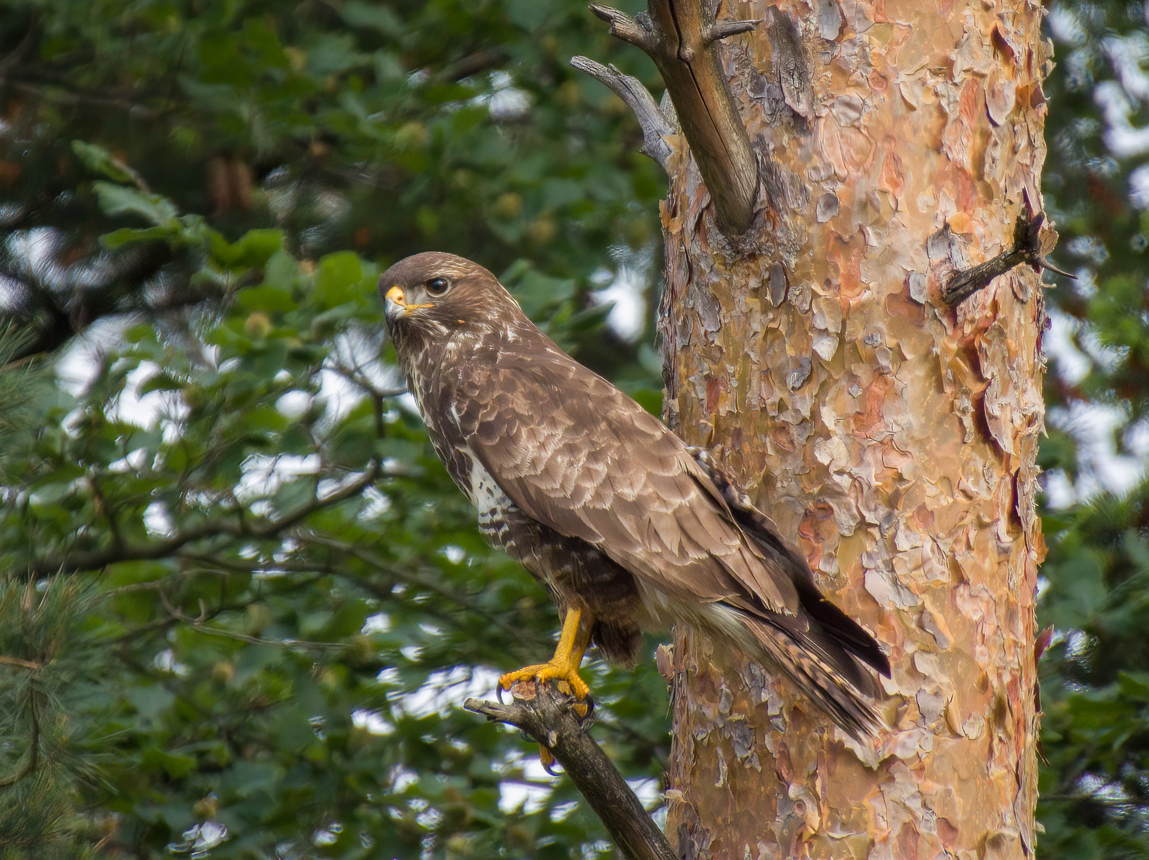 Buizerd