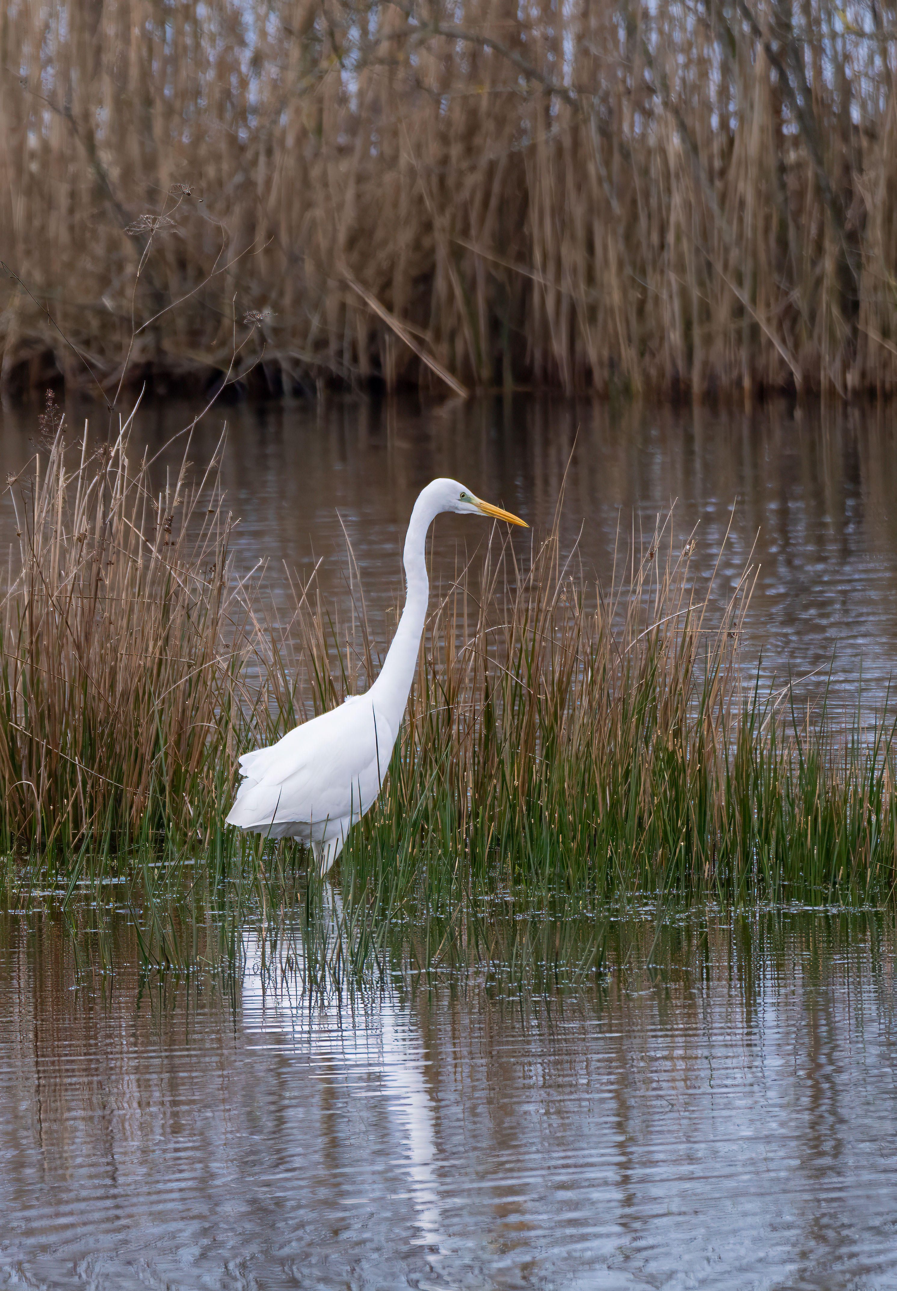 Grote zilverreiger