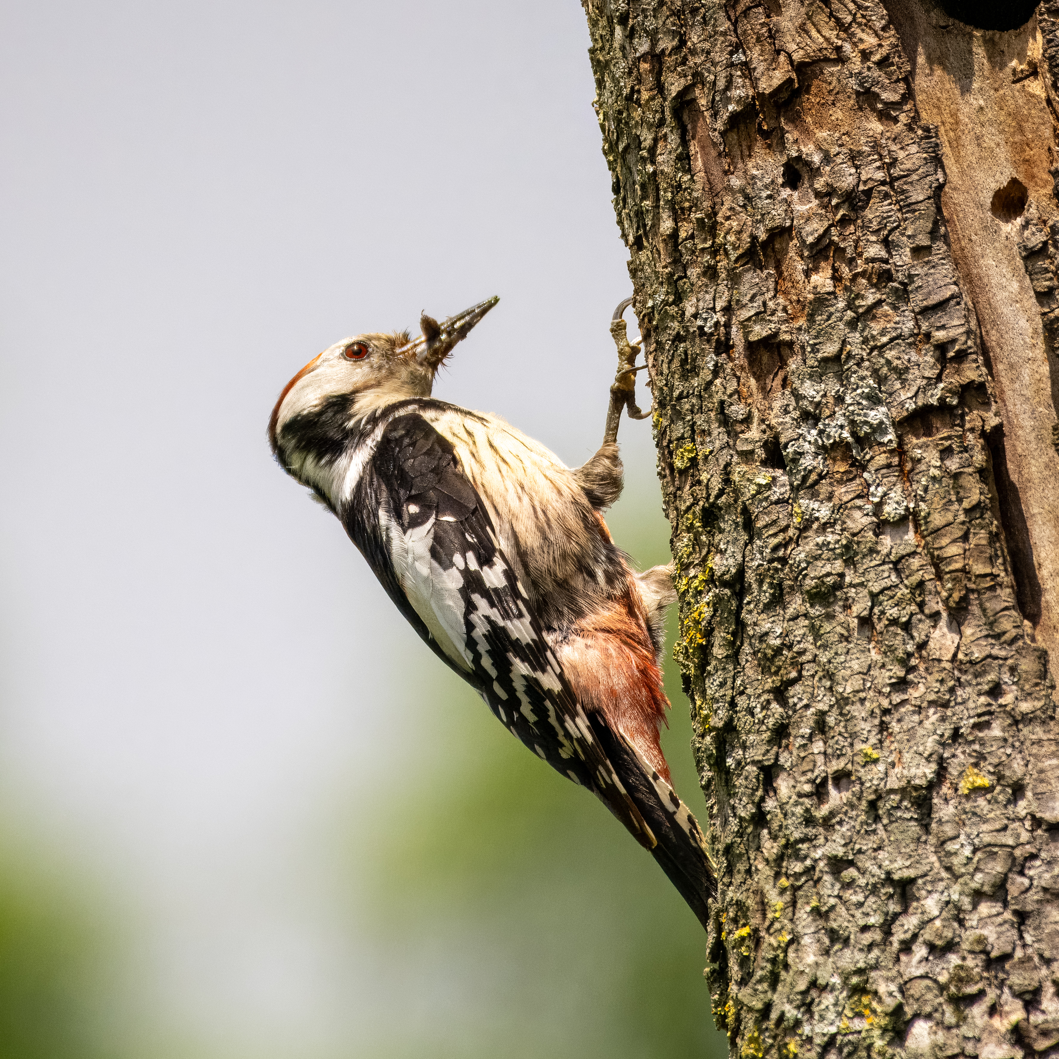 middelste bonte specht