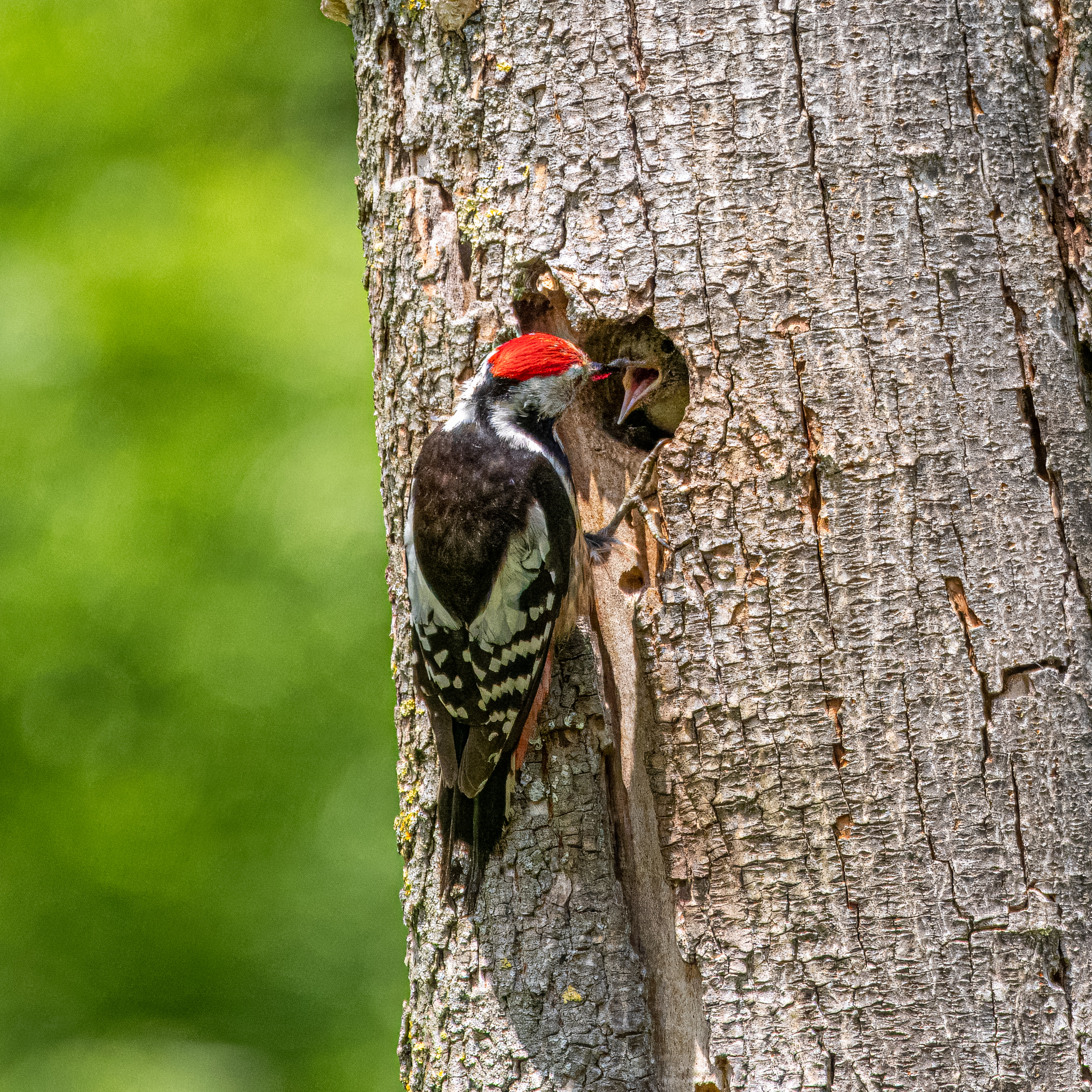 middelste bonte specht