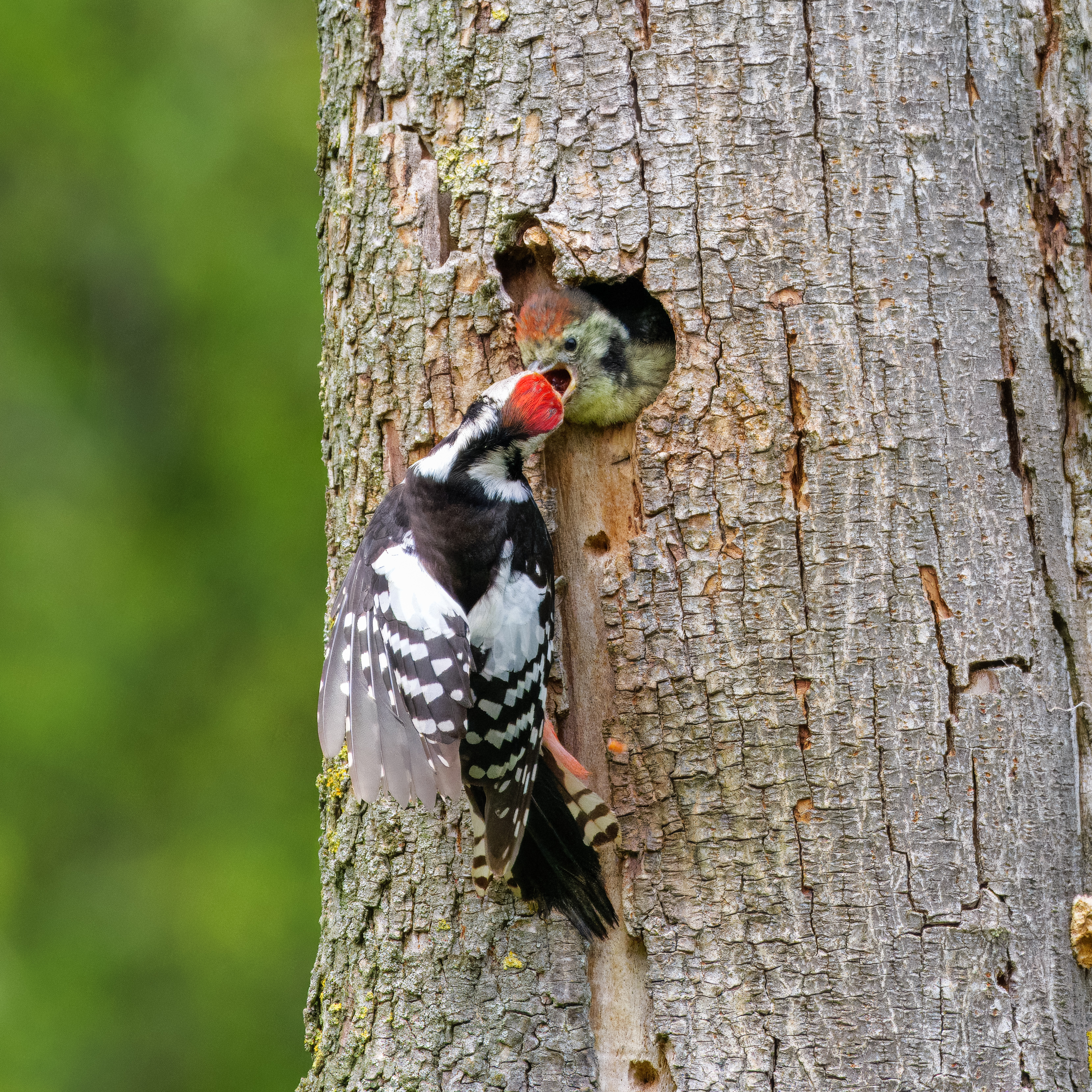 middelste bonte specht