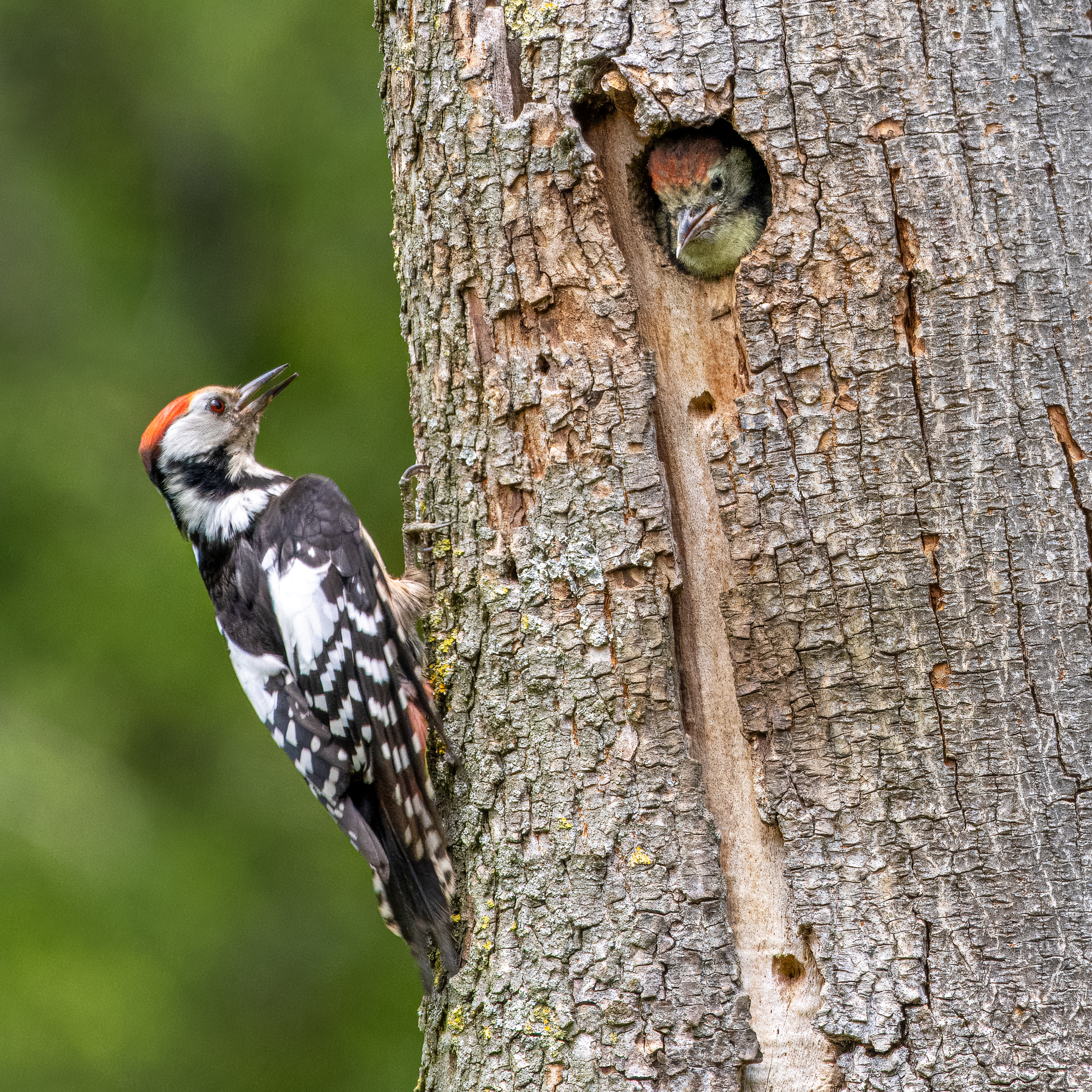 middelste bonte specht