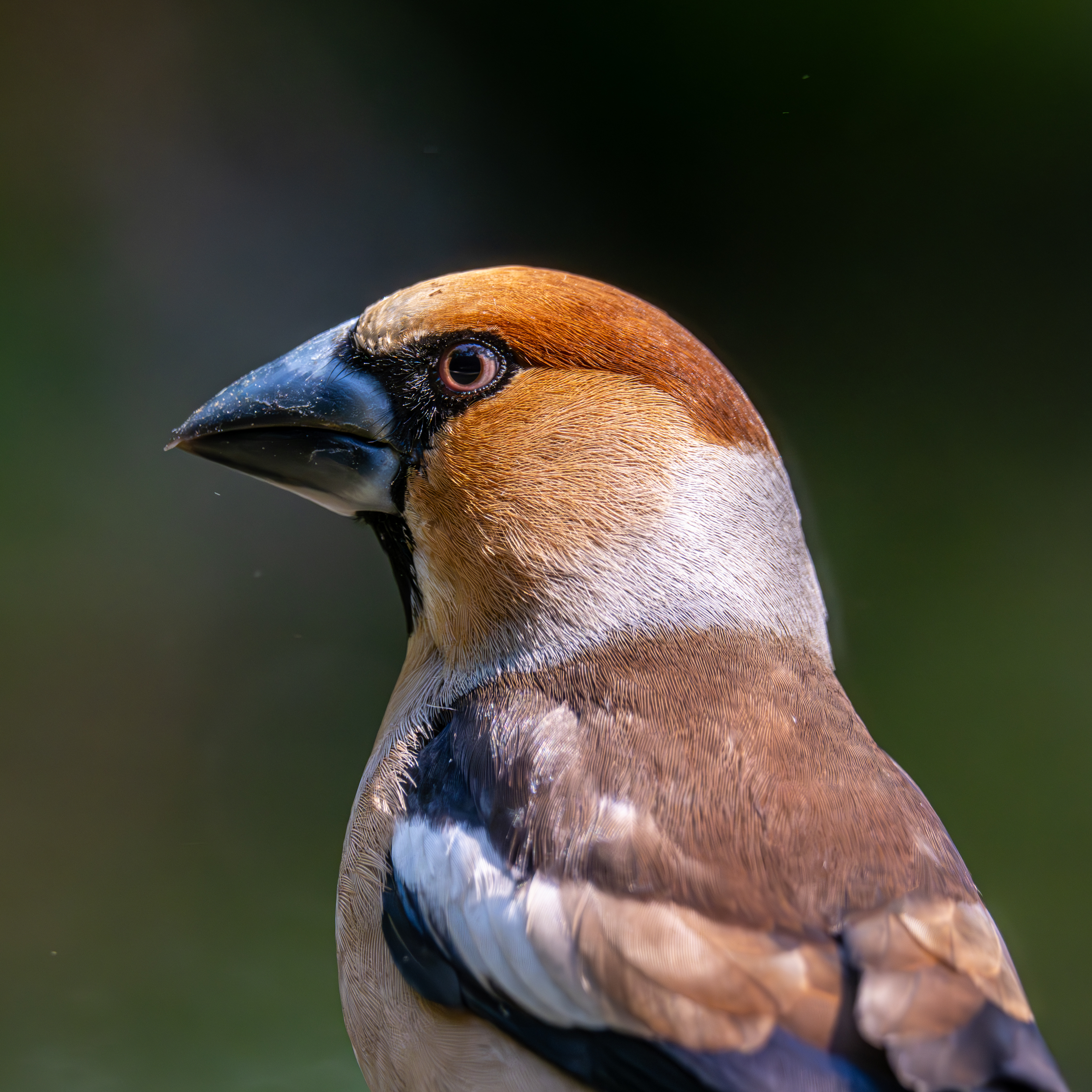 Appelvink