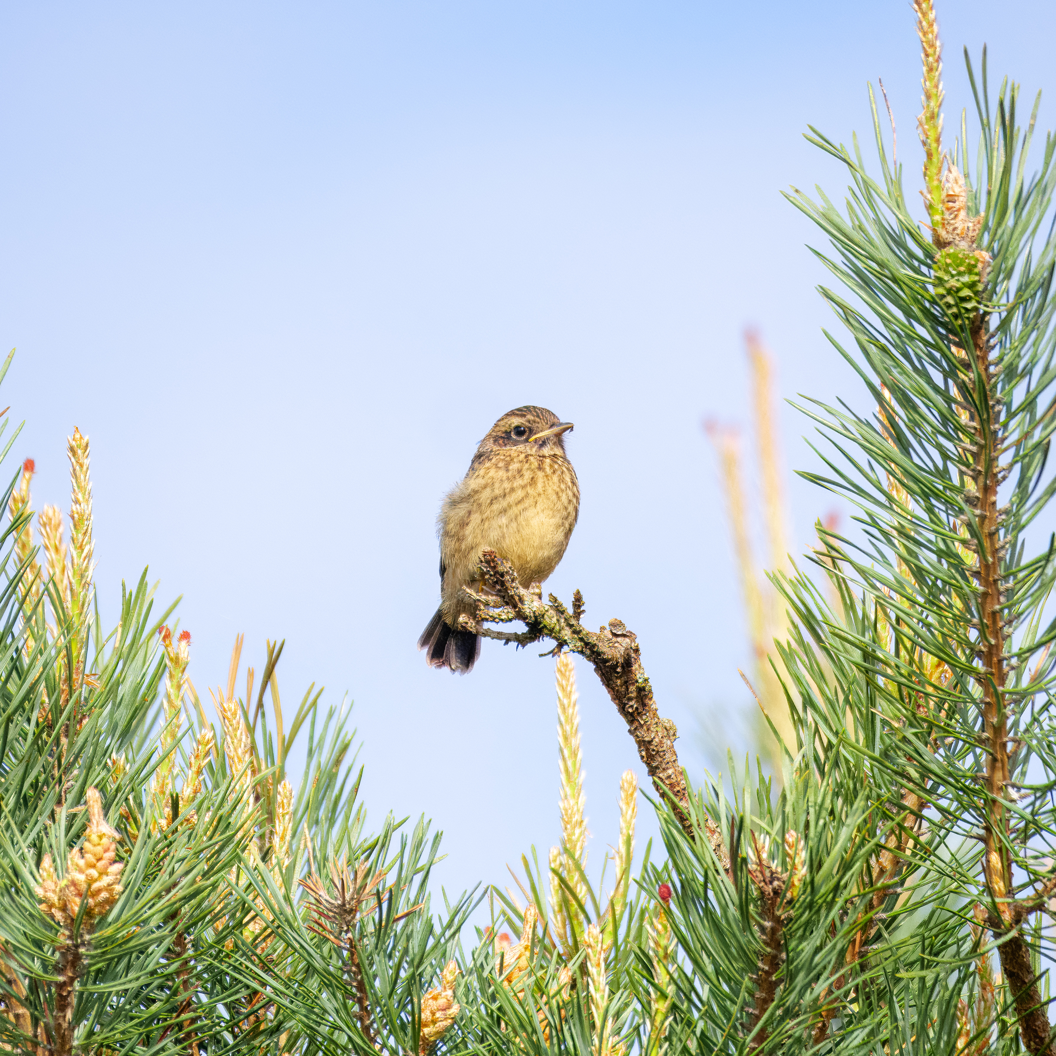 Roodborsttapuit juveniel