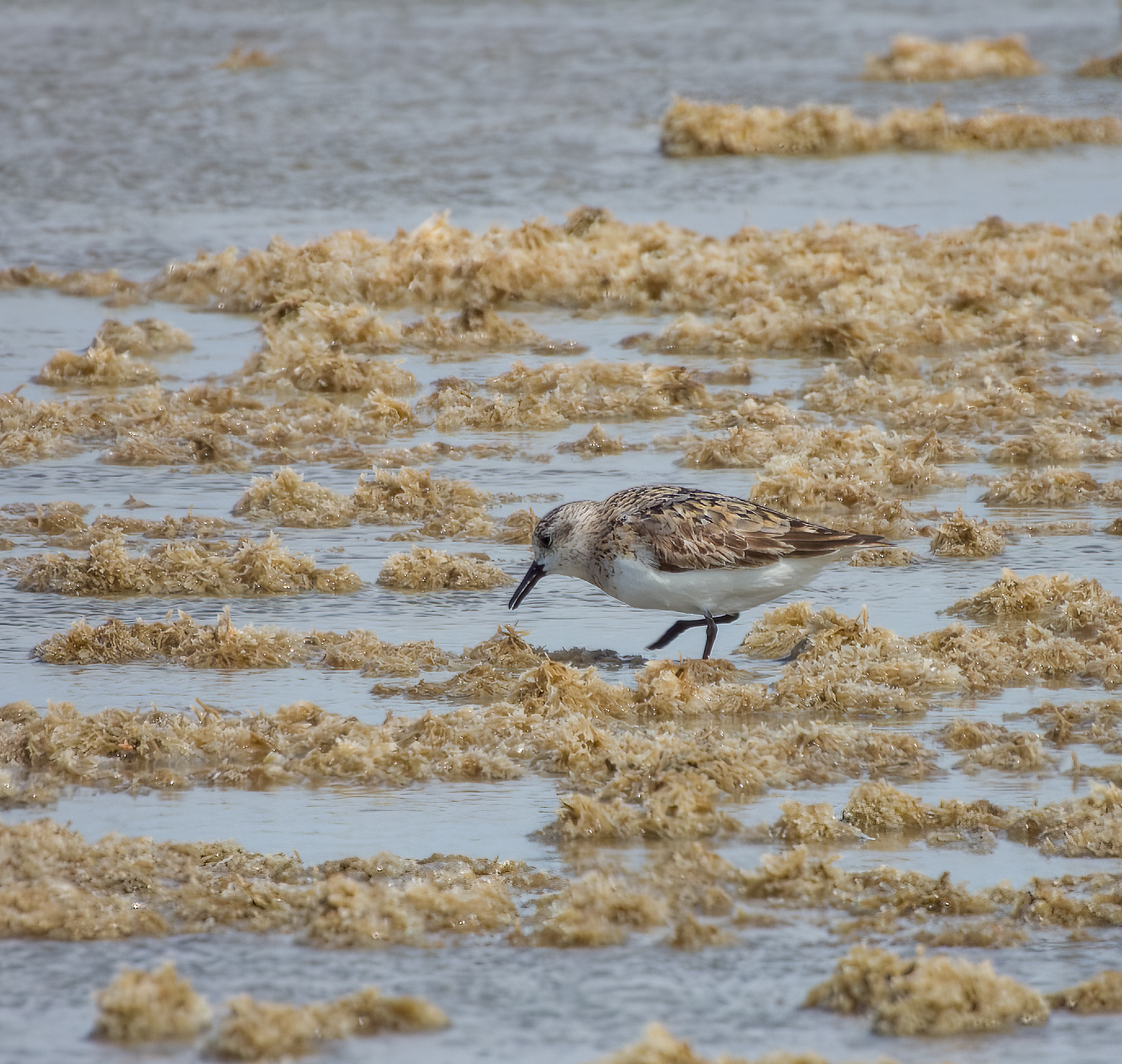 Drieteen strandloper