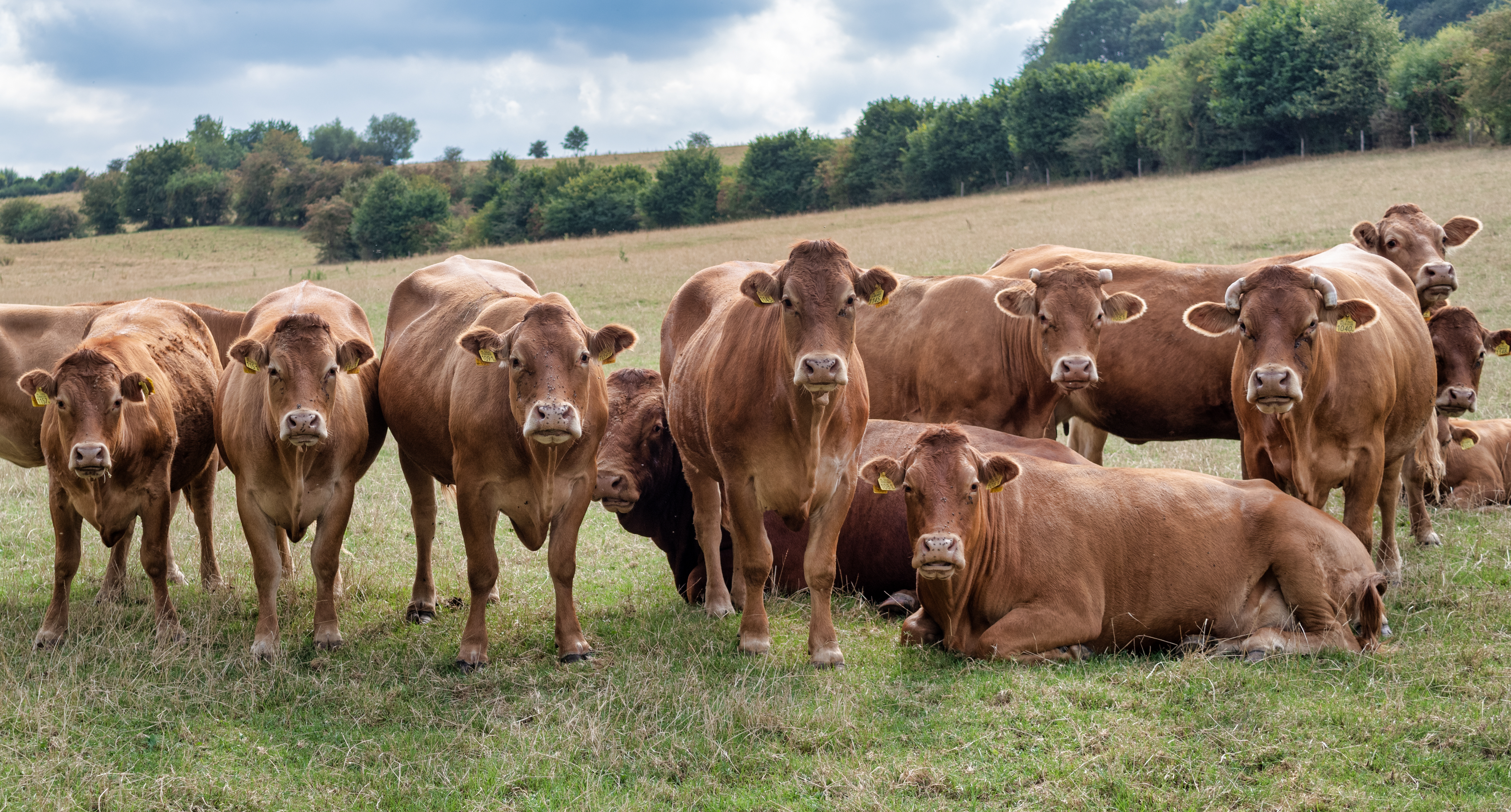 IMGP0759 PhotolemurExpress edit