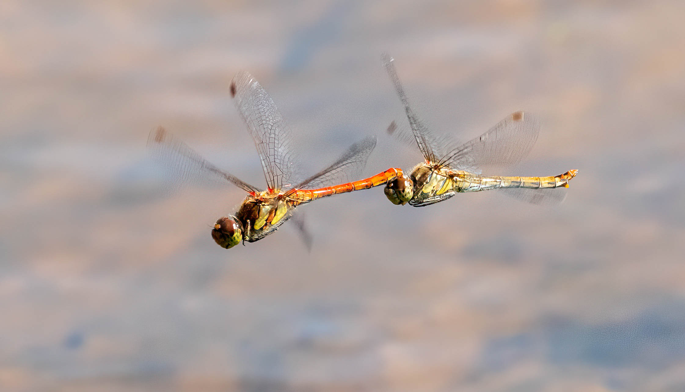 Bruinrode heidelibel (common darter)