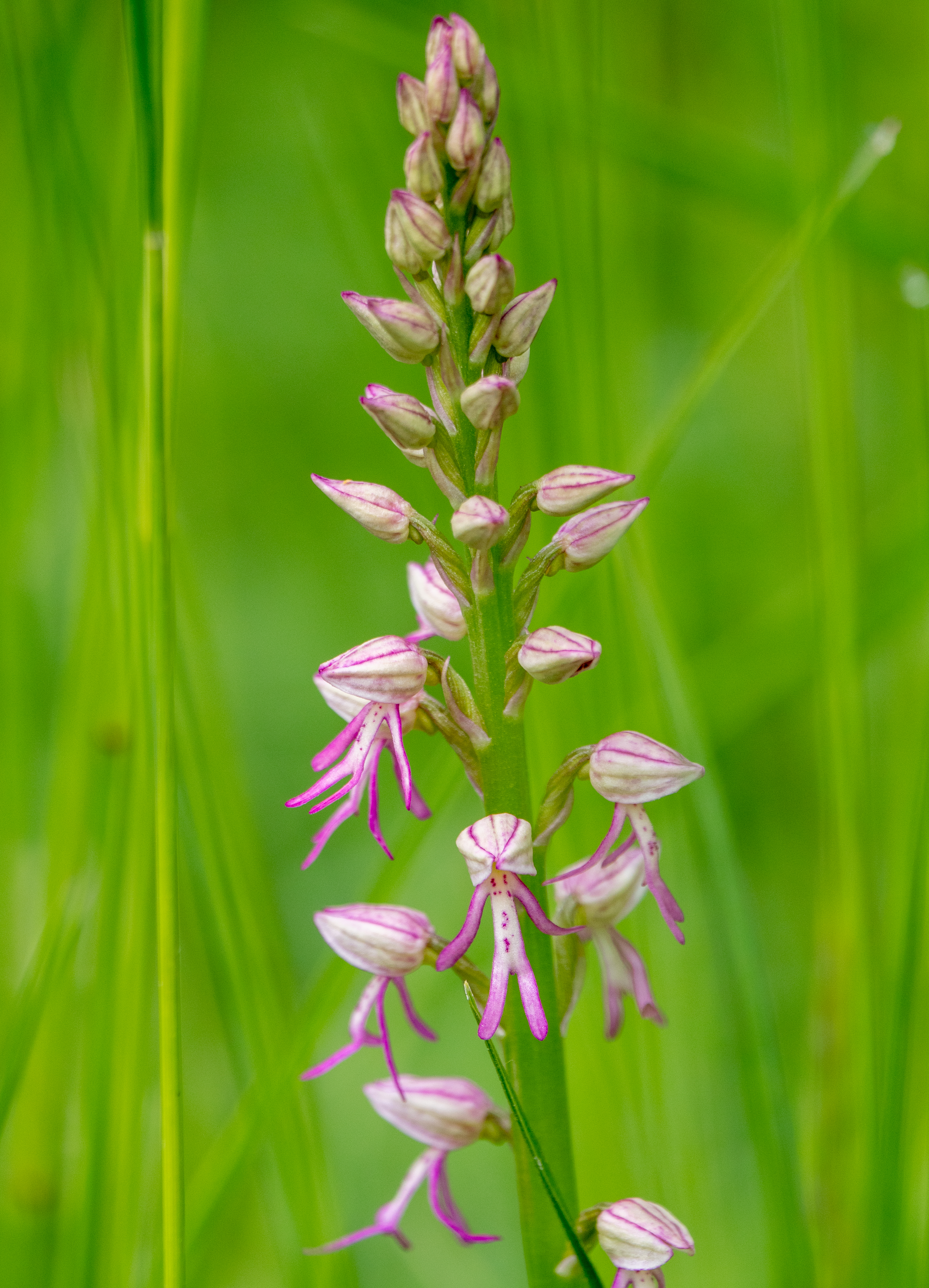 Soldaatje x poppenorchis