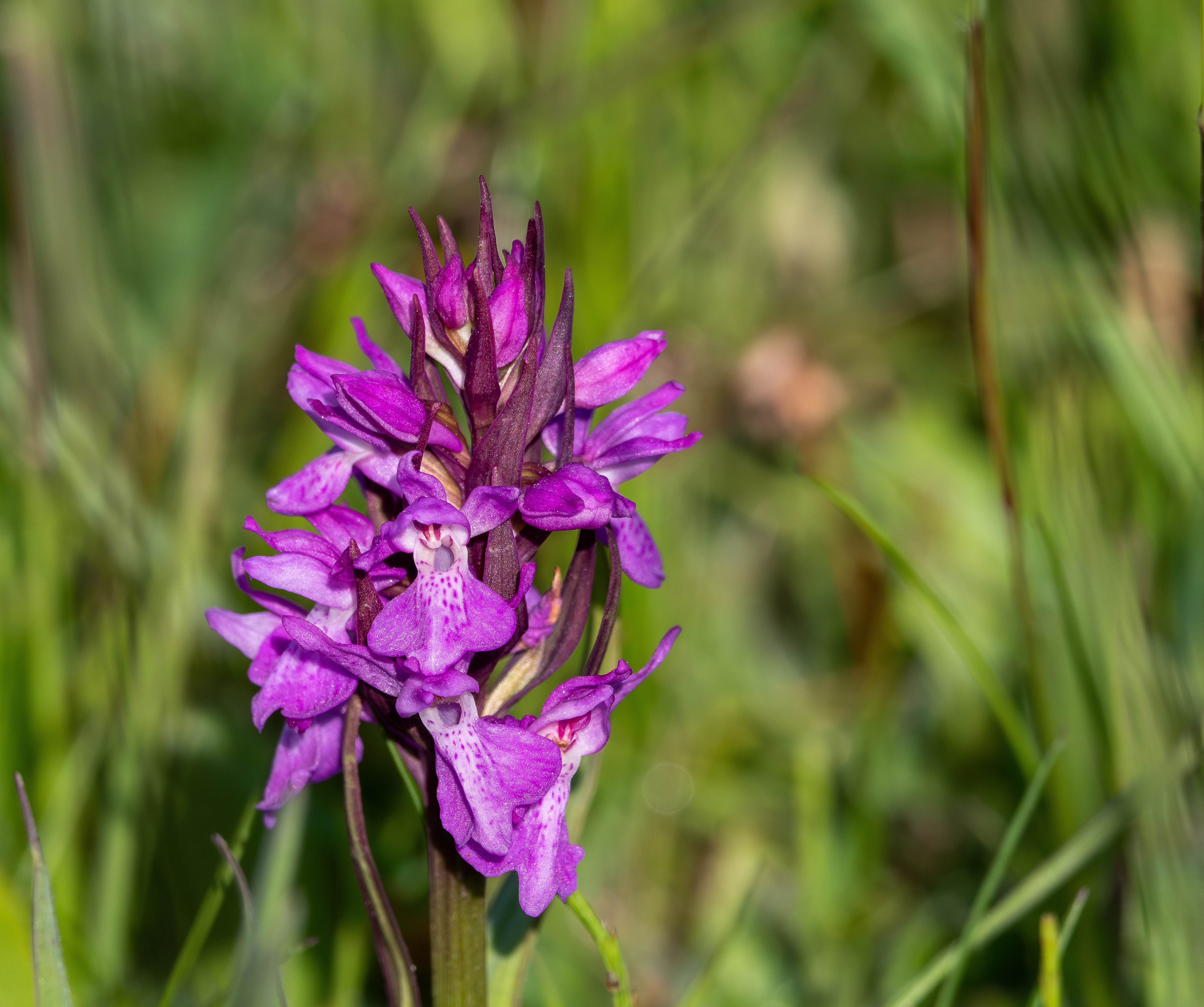 Brede orchis
