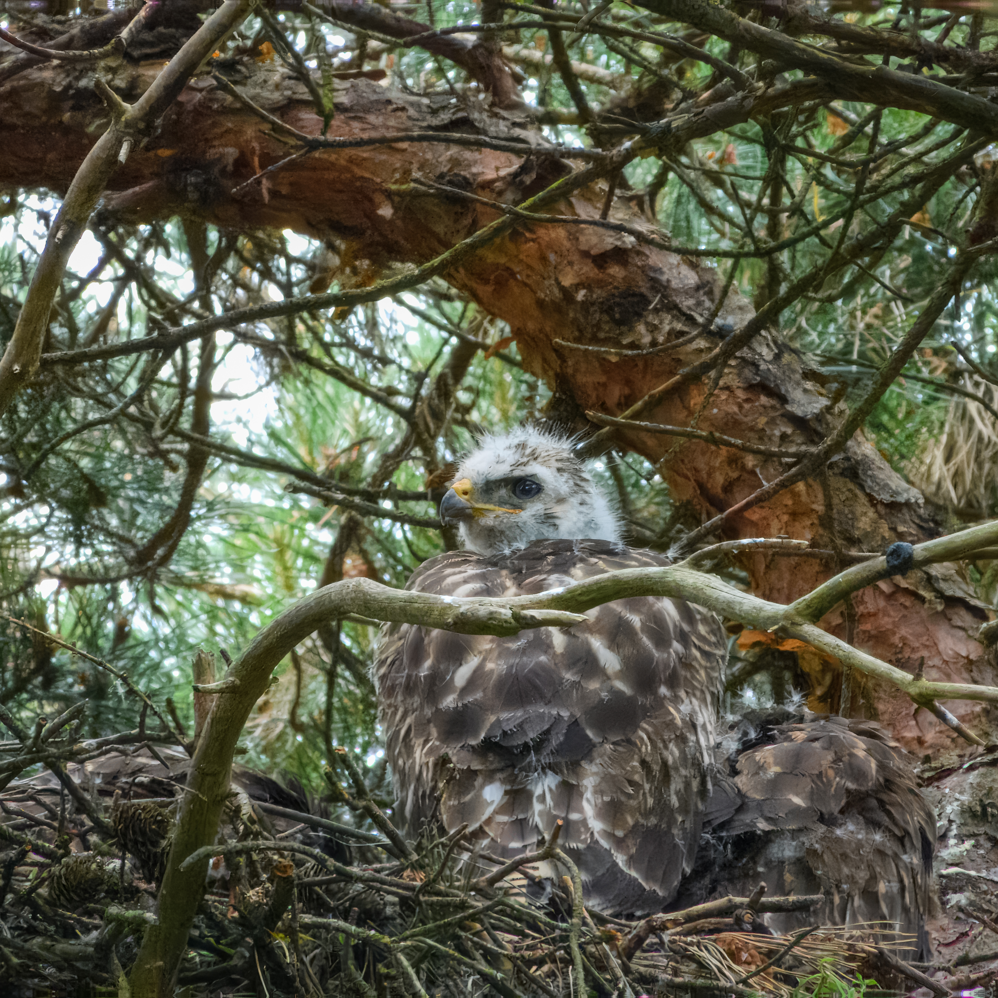 Buizerd