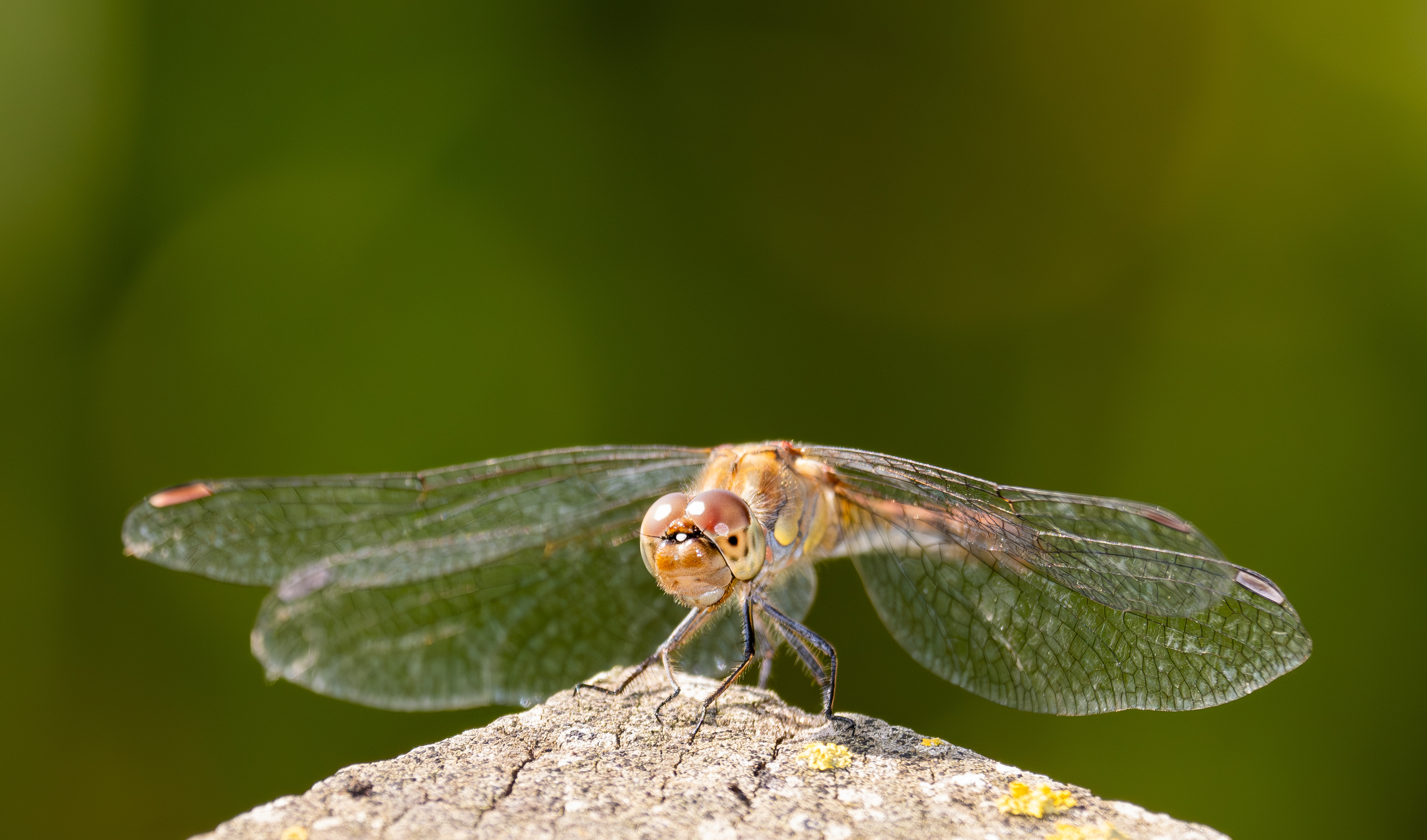 Bruinrode heidelibel