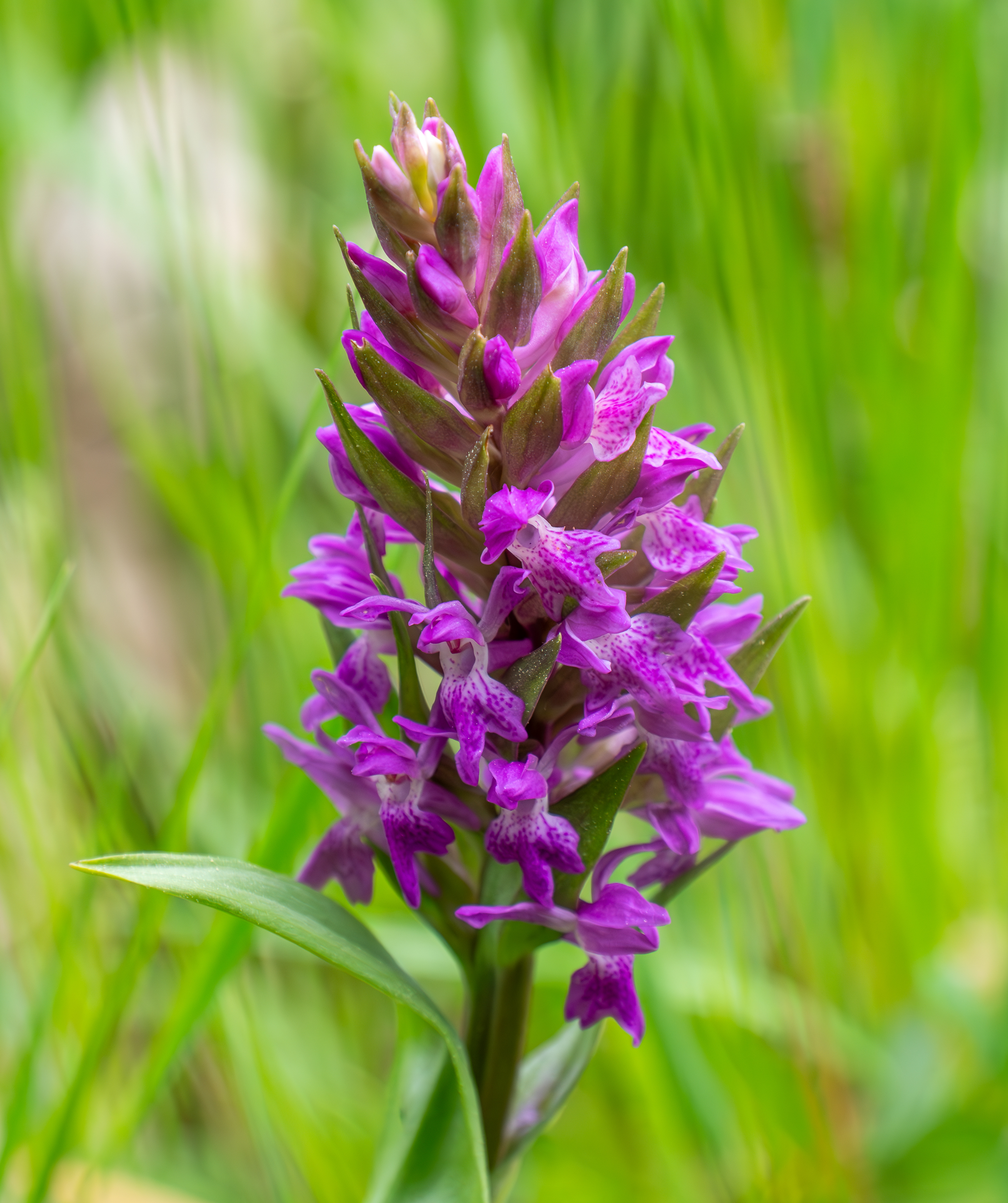 Brede orchis of Meiorchis