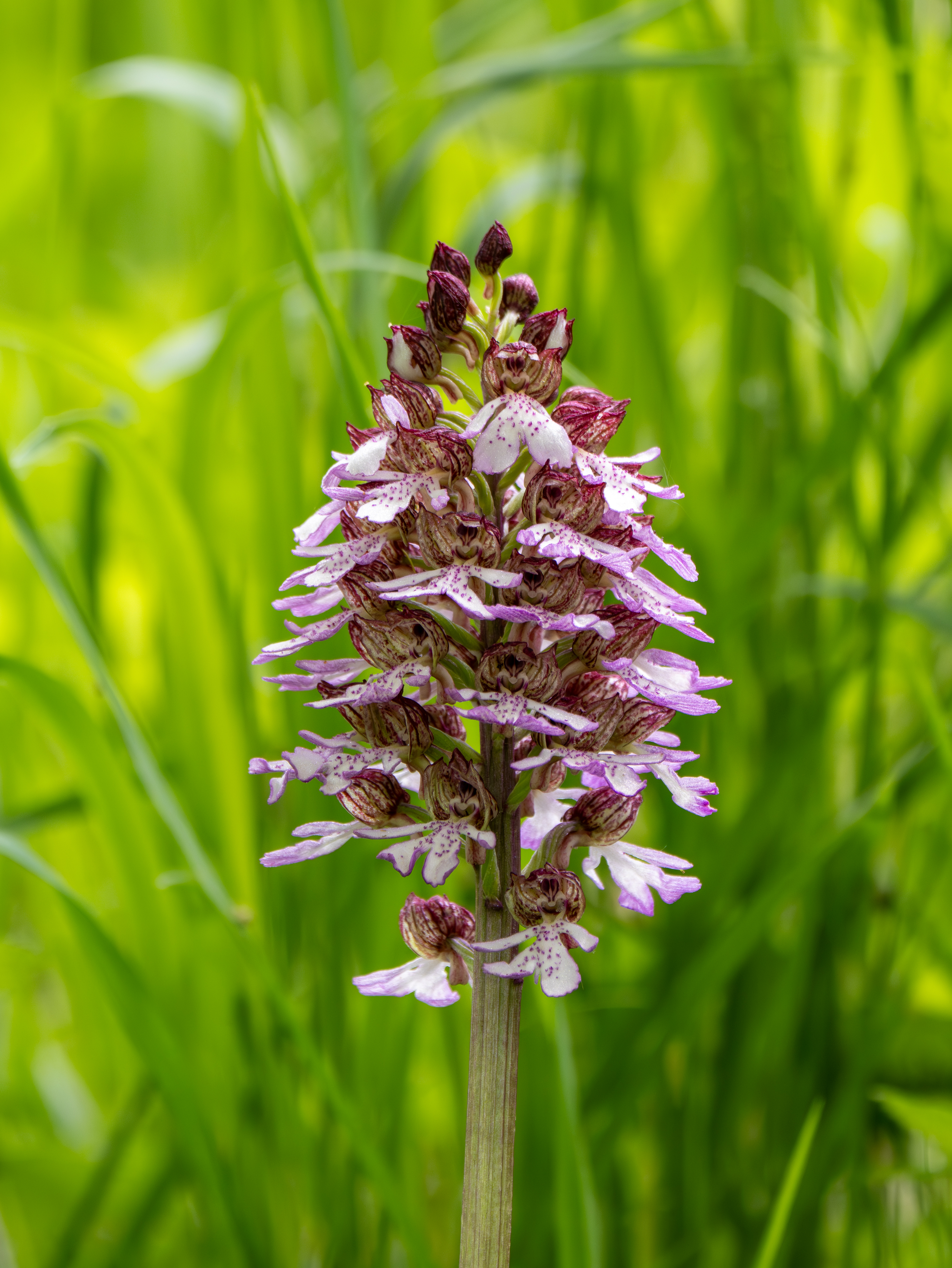 Purperorchis