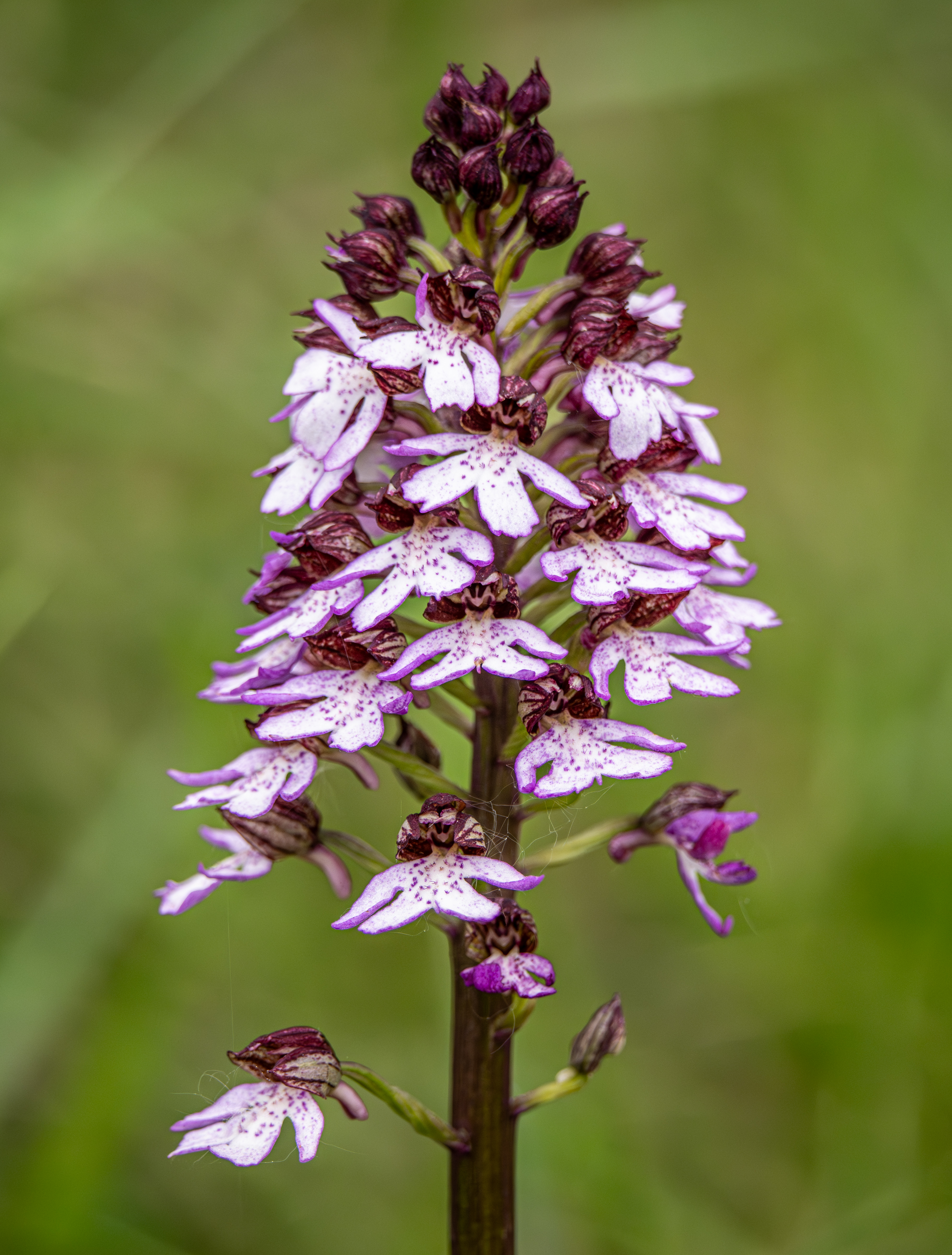 Purperorchis