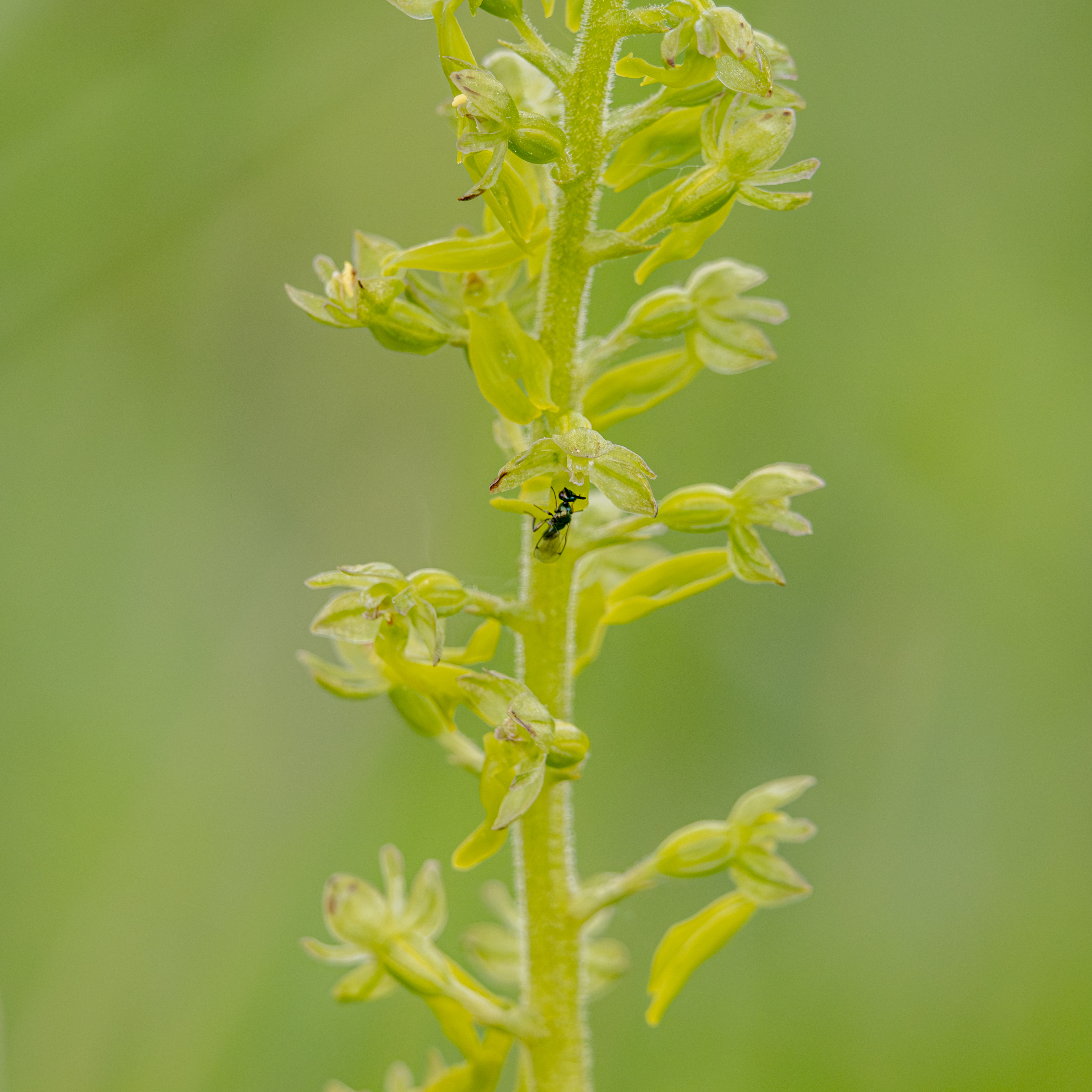 Grote Keverorchis