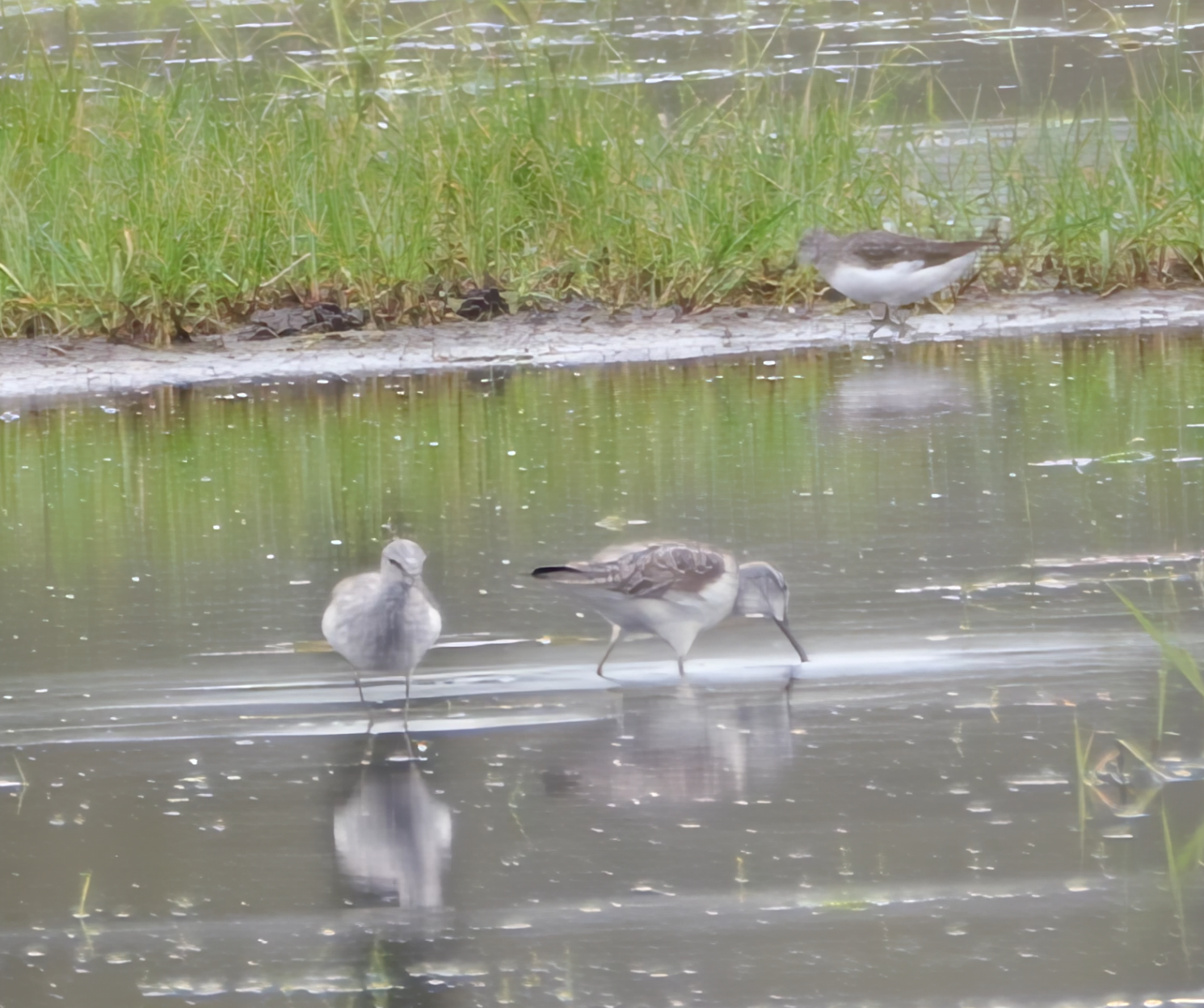 Witgat & Groenpootruiter